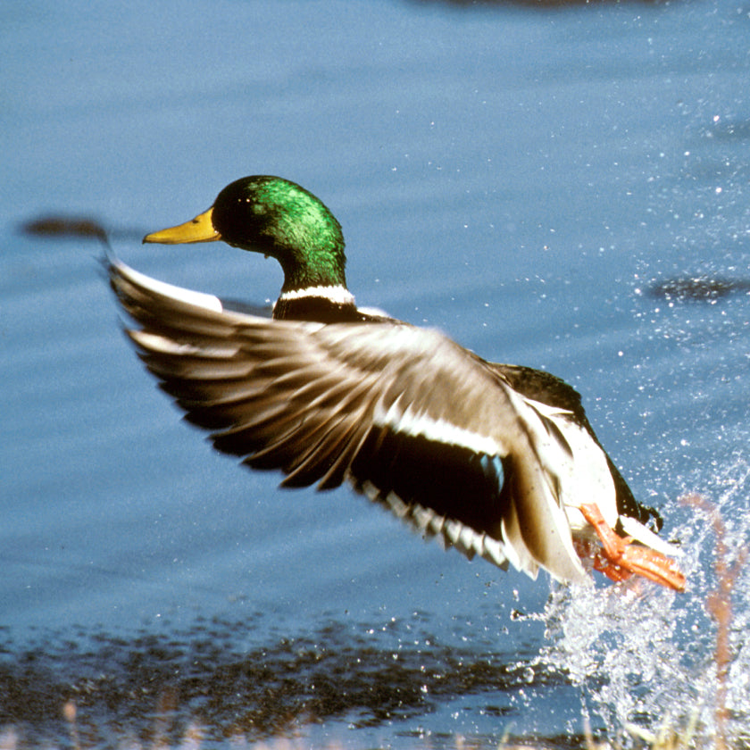 duck shooting
