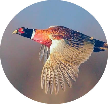 game bird shooting