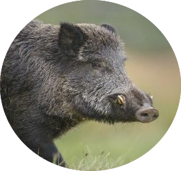 wild boar shooting